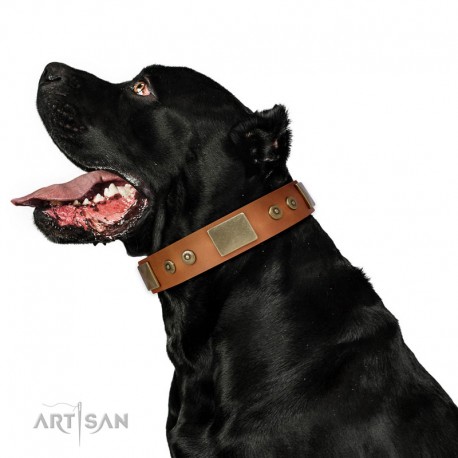 Tan Leather Dog Collar with Plates - Strict & Confident" Handcrafted by Artisan"