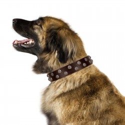 "Blossom Jewel" FDT Artisan Brown Leather Dog Collar with Two Rows of Silver-like Studs with Engraved Flowers