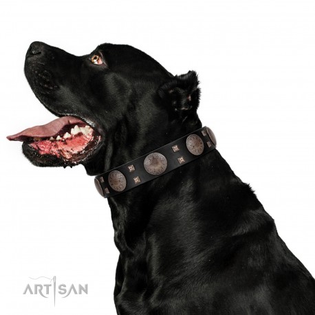 "Sun in Shining" Modern FDT Artisan Black Leather Dog Collar with Studs and Stars