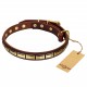 Leather Dog Collar with Brass Decor - Golden Classic" Handcrafted by Artisan"